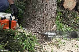 Best Commercial Tree Services  in Everett, MA