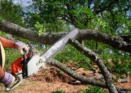 Best Storm Damage Tree Cleanup  in Everett, MA
